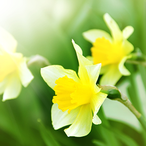 Sweet Narcissus